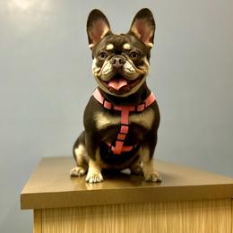 Belle - French Bulldog