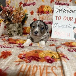 Blue Merle female 1 - Blue merle female Miniature Australian Shepherd puppy in Liberty, Mississippi from Liberty Oaks Aussies and Dachshunds