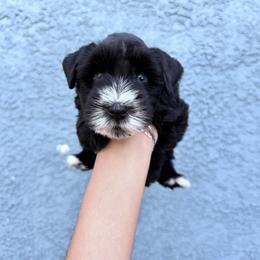 Boy 2 - Black male Miniature Schnauzer puppy in Santa Ana, California from Thehood_weenies