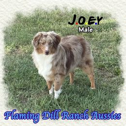 Joey - male Miniature Australian Shepherd puppy in Forestburg, Texas from Flaming Dill Ranch Aussies