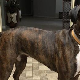 Boxers from SMART AKC Boxers
