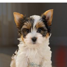 Bello - Black tan and white male Biewer Terrier puppy in Brentwood, California from Perfección Del Cielo Biewer Terriers
