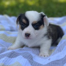 Navy Mismark - Black and white female American Corgi puppy in Hope, Arkansas from Foxy Knoll Farm