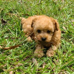 Rusty - Apricot male Poodle puppy in Kannapolis, North Carolina from Carolina Poodle Palace