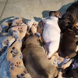 French Bulldog Puppies from Ginny's Frenchie's