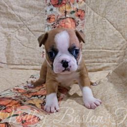 Peppermint - Red female Boston Terrier puppy in Mulberry, Arkansas from White Valley Boston Terriers