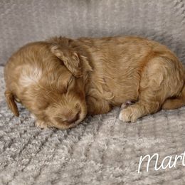 Martin - Red  male Goldendoodle puppy in Eau Claire, Wisconsin from Fisher River Doodle's