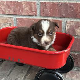 RTM2 - Red tri male Miniature Australian Shepherd puppy in Lexington, Nebraska from Osborne's Aussies