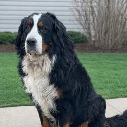 Mia - Bernese Mountain Dog