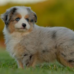 Hunter - Blue merle male Toy Australian Shepherd puppy in Hartman, Arkansas from Southern Edition Aussies