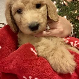 Goldendoodle Puppies from Cooley Doodles