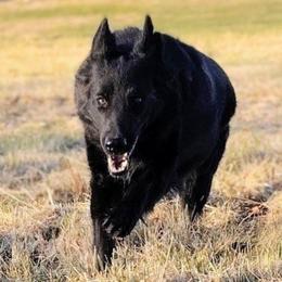 Izzy - German Shepherd