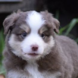 Miniature American Shepherds and Miniature Australian Shepherds from Eardley Acre Mini Aussie & American Shepherds