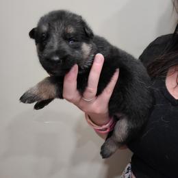 Purple - Black and red female German Shepherd puppy in Coatesville, Pennsylvania from Jessica's German Shepherds
