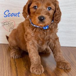 Bernedoodle and Goldendoodle Puppies from BrookeMarie’s Goldendoodle Love