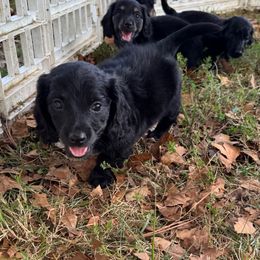 Boy 2 - Black male Dachshund puppy in Boston, Kentucky from River Bottom Mini Doxies