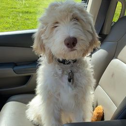 Goldendoodle Puppies from Muddydoodles
