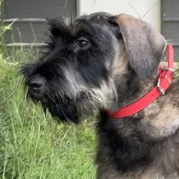 “Red” girl - Pepper and salt Giant Schnauzer puppy in Goodrich, Texas from Silver Creek Giant Schnauzers
