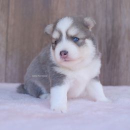 Alder - Blue male Pomsky puppy in Boca Raton, Florida from Cardinal Point Pomskies
