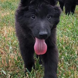 Girl 4 Green collar - Black female Belgian Sheepdog puppy in Green Bluff, Washington from Clawson Belgians