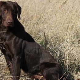 Labrador Retrievers from Red Label Kennels