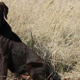 Labrador Retrievers from Red Label Kennels