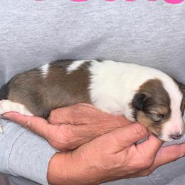 Maple - Sable and white female Shetland Sheepdog puppy in Frazeysburg, Ohio from Mountain High Kennels