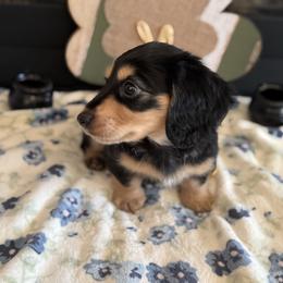 Bob - Black and tan male Dachshund puppy in Morristown, Tennessee from Hillside Hounds