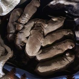 Female 3 - Chocolate female Labrador Retriever puppy in Anderson, Texas from TLS Retrievers