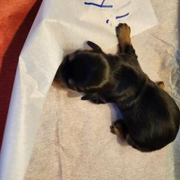 Boy 1 - Dapple male Dachshund puppy in Coweta, Oklahoma from Adney Acres Dauchshunds