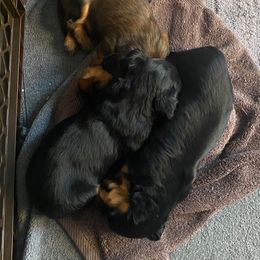 Dachshund Puppies from Aviator's Dachshunds