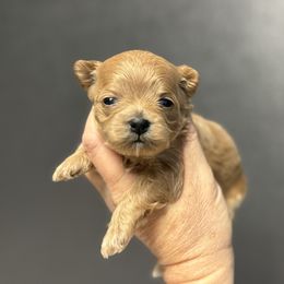 Girl 3 - Apricot female Maltipoo puppy in Newport Beach, California from Exotic City Pomeranians and chihuahuas