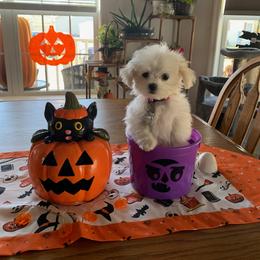 Maltese Puppies from TCBs Glowing Maltese