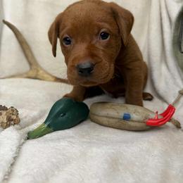 Grit - Labrador Retriever