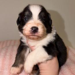 Clara - Black tri-color female Australian Shepherd puppy in Anniston, Alabama from All Hale Aussies