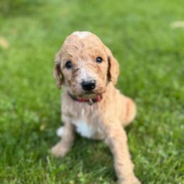 Reese - Apricot male Poodle puppy in St. Johnsbury, Vermont from Poodles of the Northern Woods