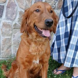 River - Golden Retriever
