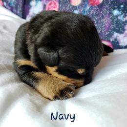 Rottweiler Puppies from Von Hunter Rottweilers