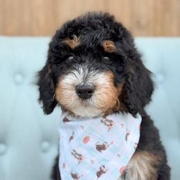 Dickon - Boy 3 - Phantom male Bernedoodle puppy in Bellville, Ohio from Bernedoodle Buddies