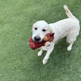 Bella - Golden Retriever