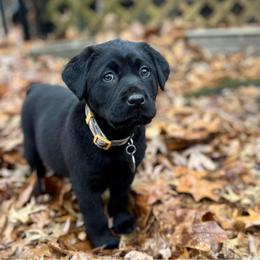 Labrador Retriever Puppies from Creekside Canines