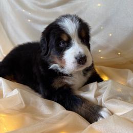 Everly - Black rust and white female Bernese Mountain Dog puppy in Redlands, California from Country Feels Ranch