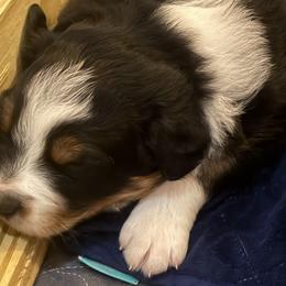 Macchiato - Black tri-color male Australian Shepherd puppy in Holly, Michigan from Groveland's Haus of Aus