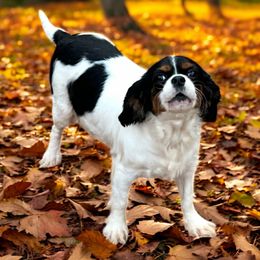 Cavapoo puppies from Clearview Canines