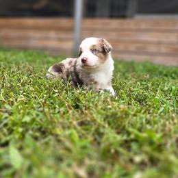 Woodrow - Red merle male Australian Shepherd puppy in Fort Myers, Florida from U Cross Australian Shepherds