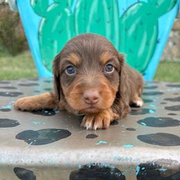 Daisy - Chocolate and tan female Dachshund puppy in Hawley, Texas from Little e Dachshunds