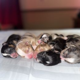 Toy Australian Shepherd puppies from Circle JTS Ranch