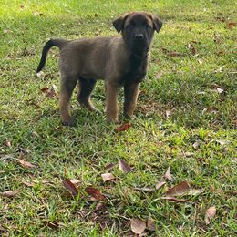 Belgian Malinois Puppies from Cascade Kennels