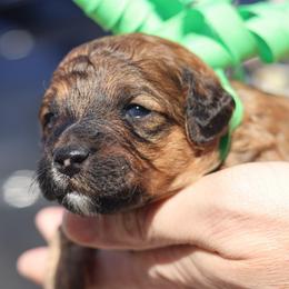 Cruz - Chocolate male Goldendoodle puppy in Forney, Texas from Diamond Doodle Pups and Poodles