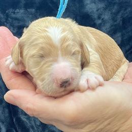 Blue Male - Apricot male Goldendoodle puppy in Great Falls, Montana from Montana Goldendoodles